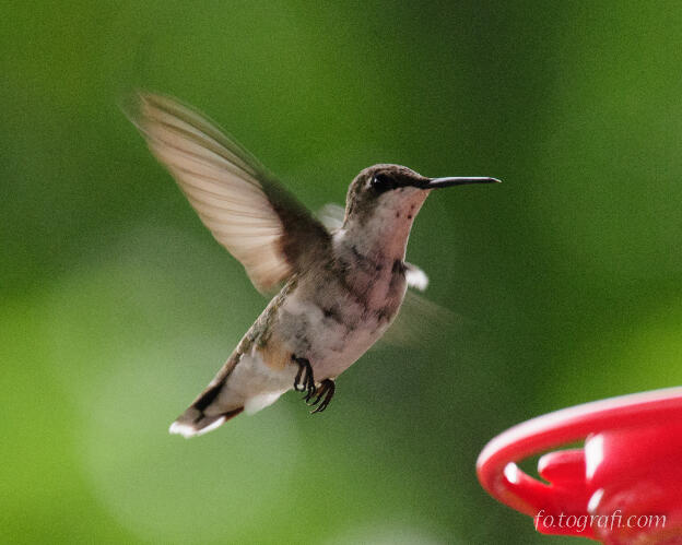 Hummingbird at the Feeder