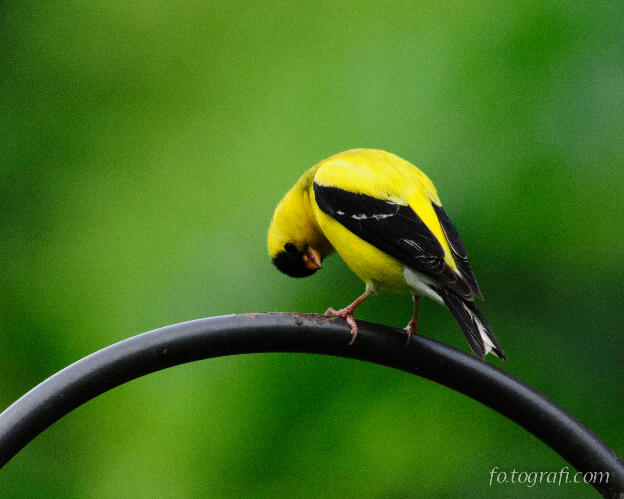Goldfinch Peering Upsidedown