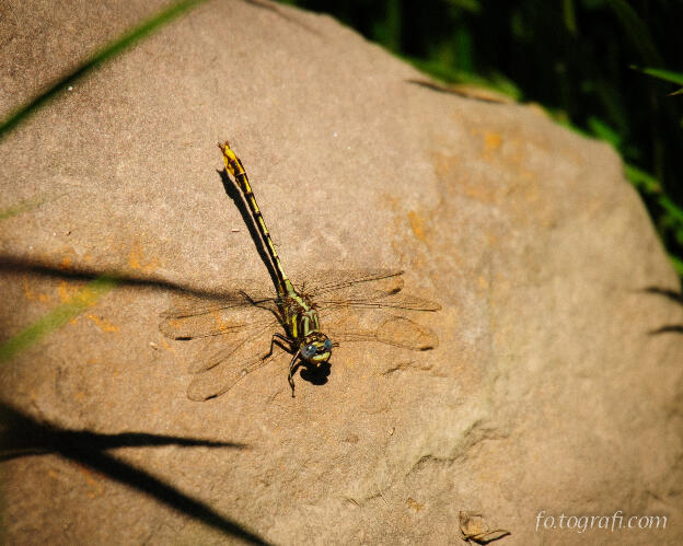 Yellow Dragonfly on a Rock