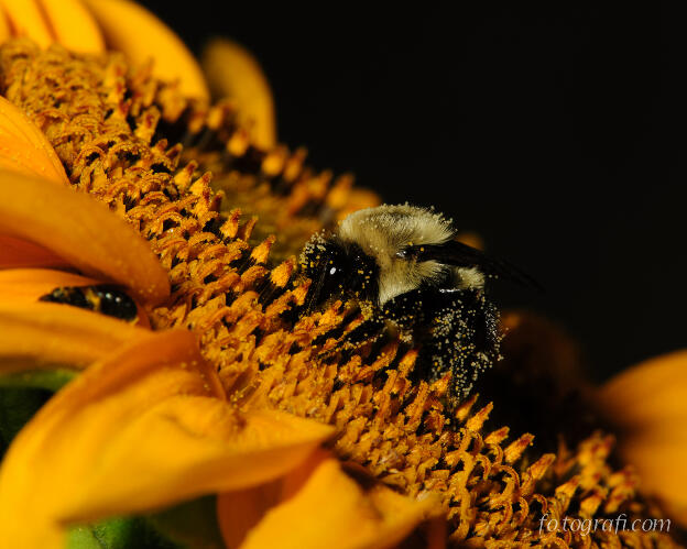 Pollen Encrusted Bee on Sunflower
