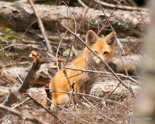 Shy Fox in Felled Trees
