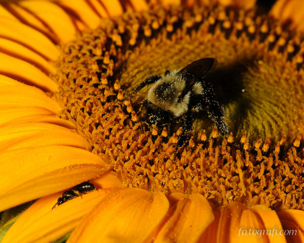 Bumble Bee and Friend