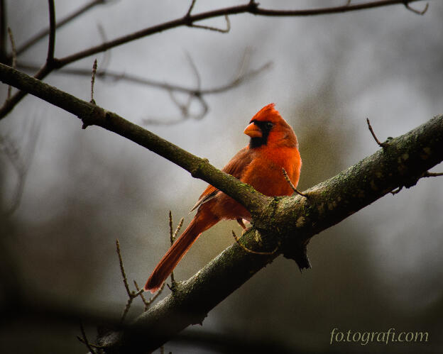 Winter Cardinal 2016