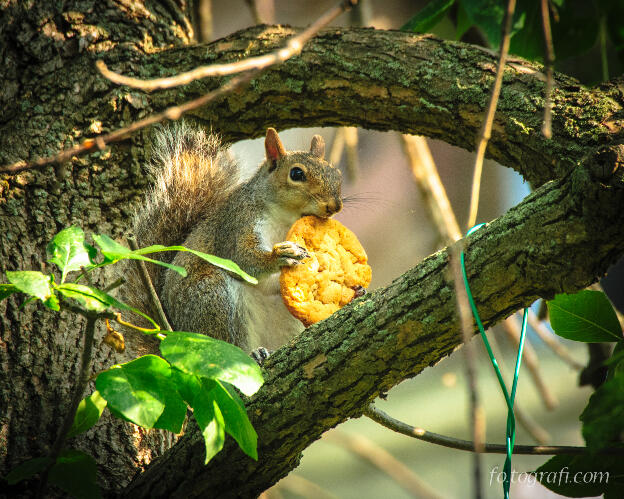 Squirrel and Peanut Butter Cookie