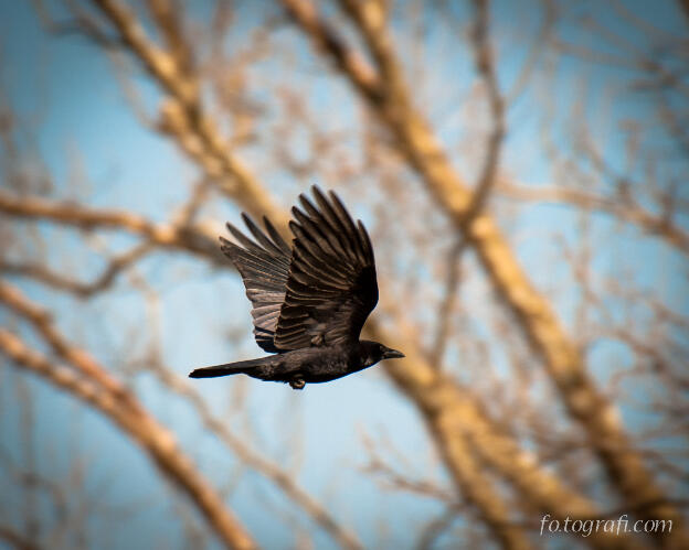 Crow in the Trees