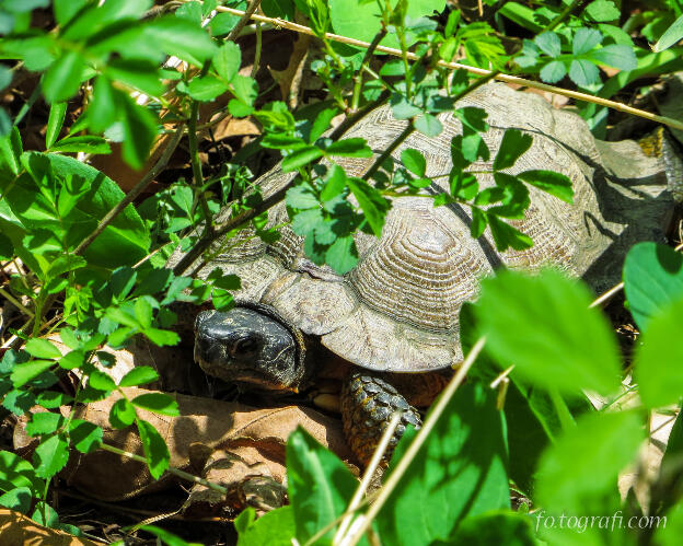 Turtle Hiding in the Brush