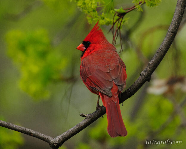 Cardinal Looking Back